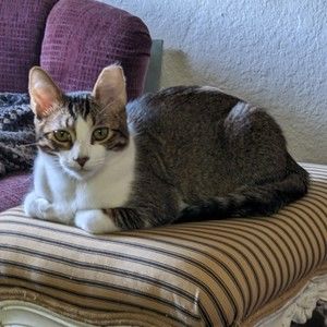 Meet your Posher, Abigail